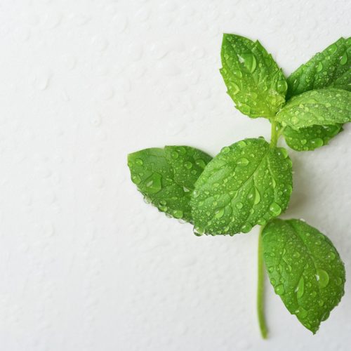 How Menthol Lactate Creates Cooling